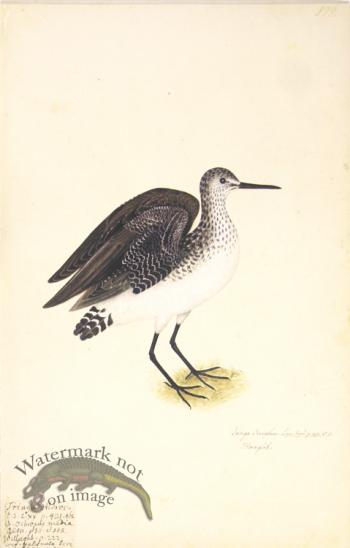 199 Swedish Birds . Tringa Ocrophus.Green Sandpiper